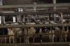 Agrargenossenschaft-Milchquelle-Stuedenitz-eG-130809-DSC_0070.JPG