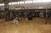 Agrargenossenschaft-Milchquelle-Stuedenitz-eG-130809-DSC_0079.JPG