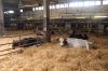 Agrargenossenschaft-Milchquelle-Stuedenitz-eG-130809-DSC_0081.JPG