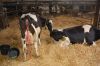 Agrargenossenschaft-Milchquelle-Stuedenitz-eG-130809-DSC_0114.JPG