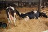 Agrargenossenschaft-Milchquelle-Stuedenitz-eG-130809-DSC_0115.JPG