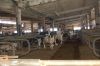 Agrargenossenschaft-Milchquelle-Stuedenitz-eG-130809-DSC_0126.JPG