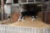 Agrargenossenschaft-Milchquelle-Stuedenitz-eG-130809-DSC_0166.JPG