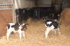 Agrargenossenschaft-Milchquelle-Stuedenitz-eG-130809-DSC_0167.JPG