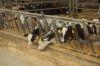 Agrargenossenschaft-Milchquelle-Stuedenitz-eG-130809-DSC_0236.JPG