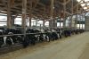 Agrargenossenschaft-Milchquelle-Stuedenitz-eG-130809-DSC_0243.JPG