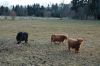 Niedersachsen-Seevetal-Highland Cattle-130407-DSC_0331_0335.JPG