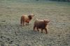 Niedersachsen-Seevetal-Highland Cattle-130407-DSC_0333.JPG
