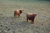 Niedersachsen-Seevetal-Highland Cattle-130407-DSC_0334.JPG