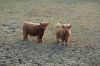 Niedersachsen-Seevetal-Highland Cattle-130407-DSC_0337_0340.JPG
