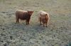 Niedersachsen-Seevetal-Highland Cattle-130407-DSC_0337_0342.JPG