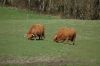 Rinder-Highland Cattle-Mecklenburg-2015-150418-DSC_0018.jpg