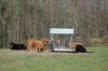 Rinder-Highland Cattle-Mecklenburg-2015-150418-DSC_0019.jpg